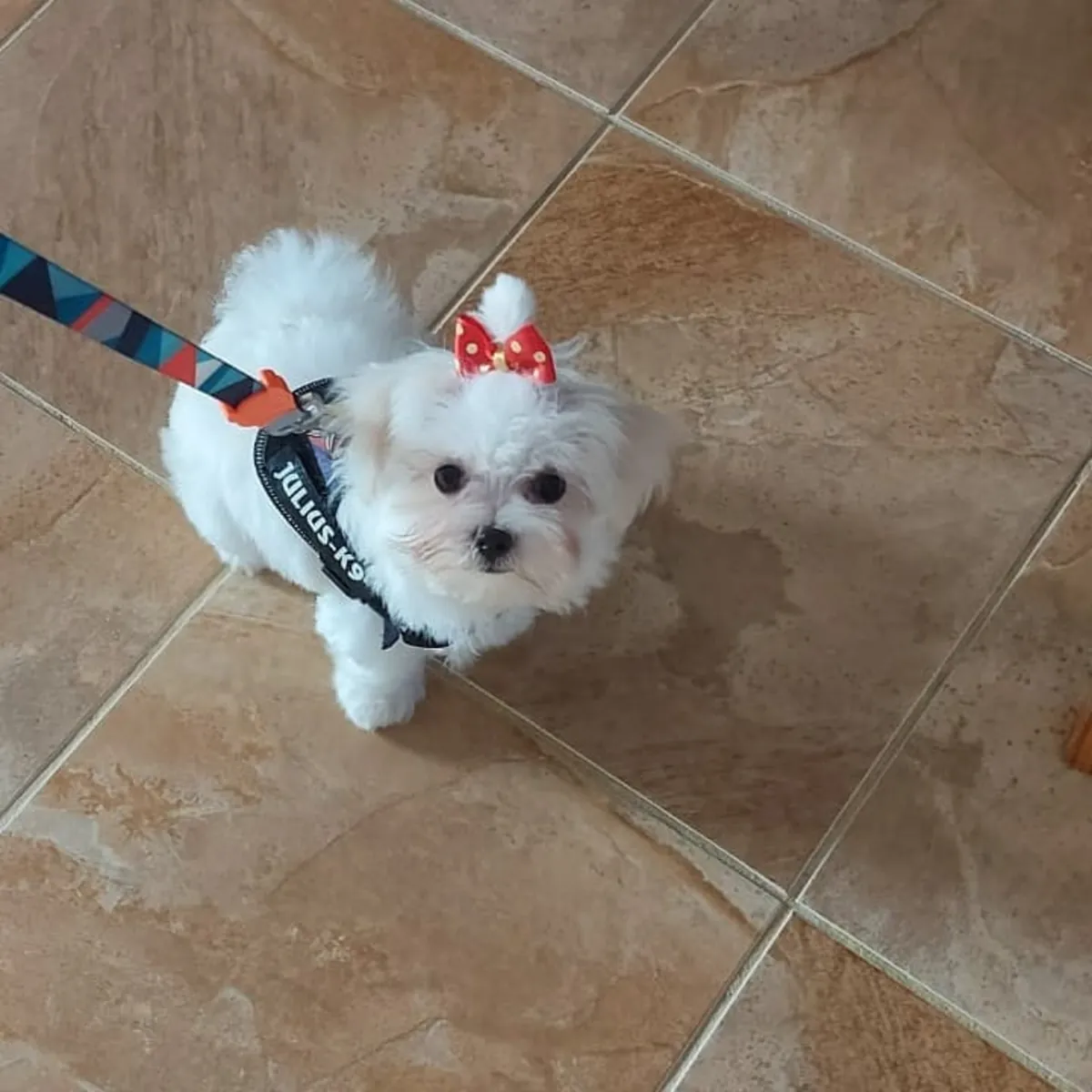 🐾露娜 – 8周大的母马尔济斯犬