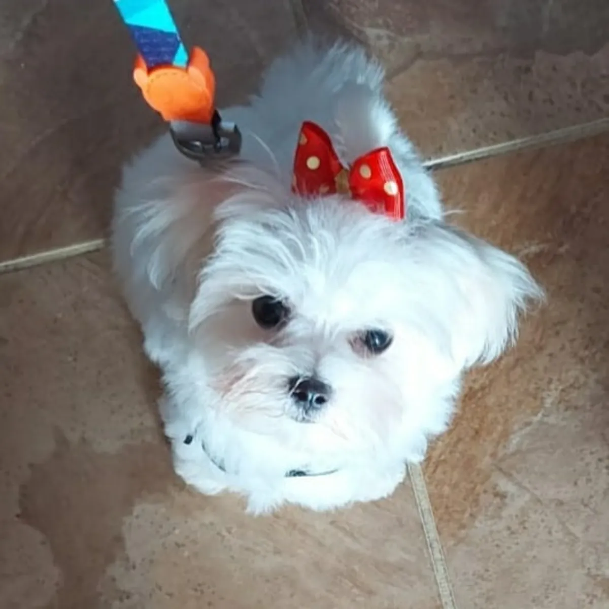 可爱的8周大母马尔济斯犬