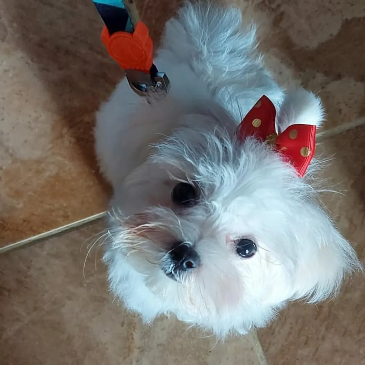 可爱的8周大母马尔济斯犬
