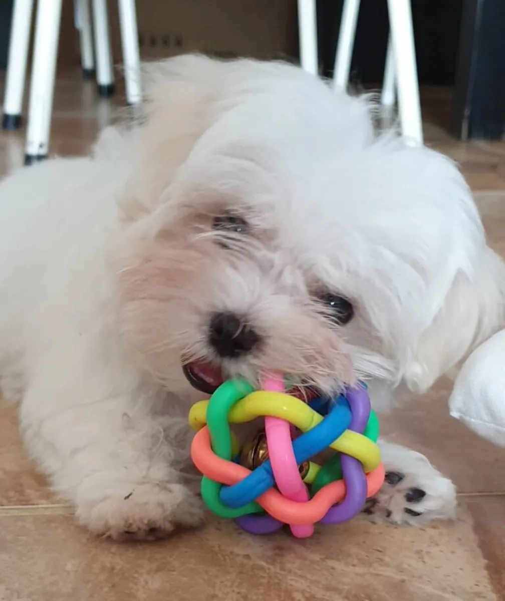 可爱的8周大母马尔济斯犬
