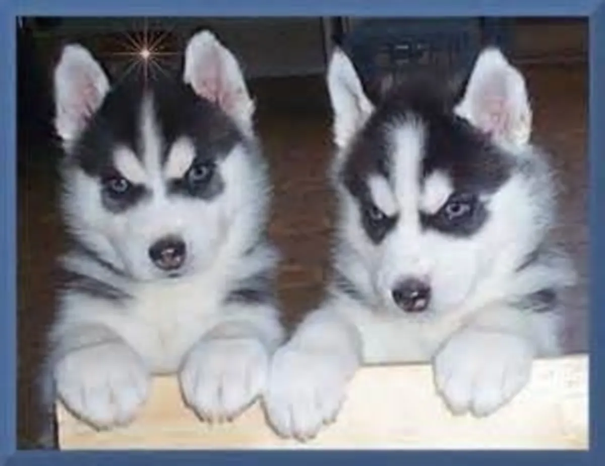 西伯利亚哈士奇幼犬出售