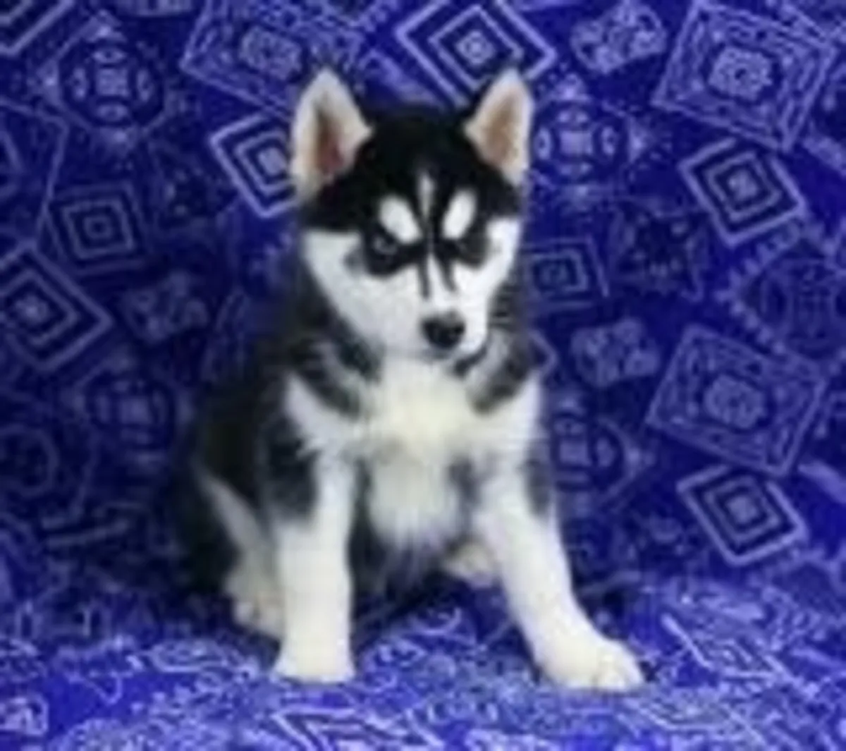 3 Sibiřský husky