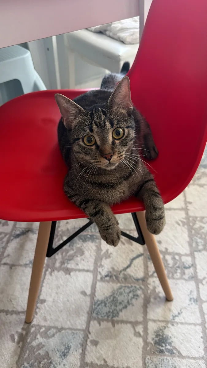 Nous recherchons un compagnon pour notre belle femelle, Scottish Fold