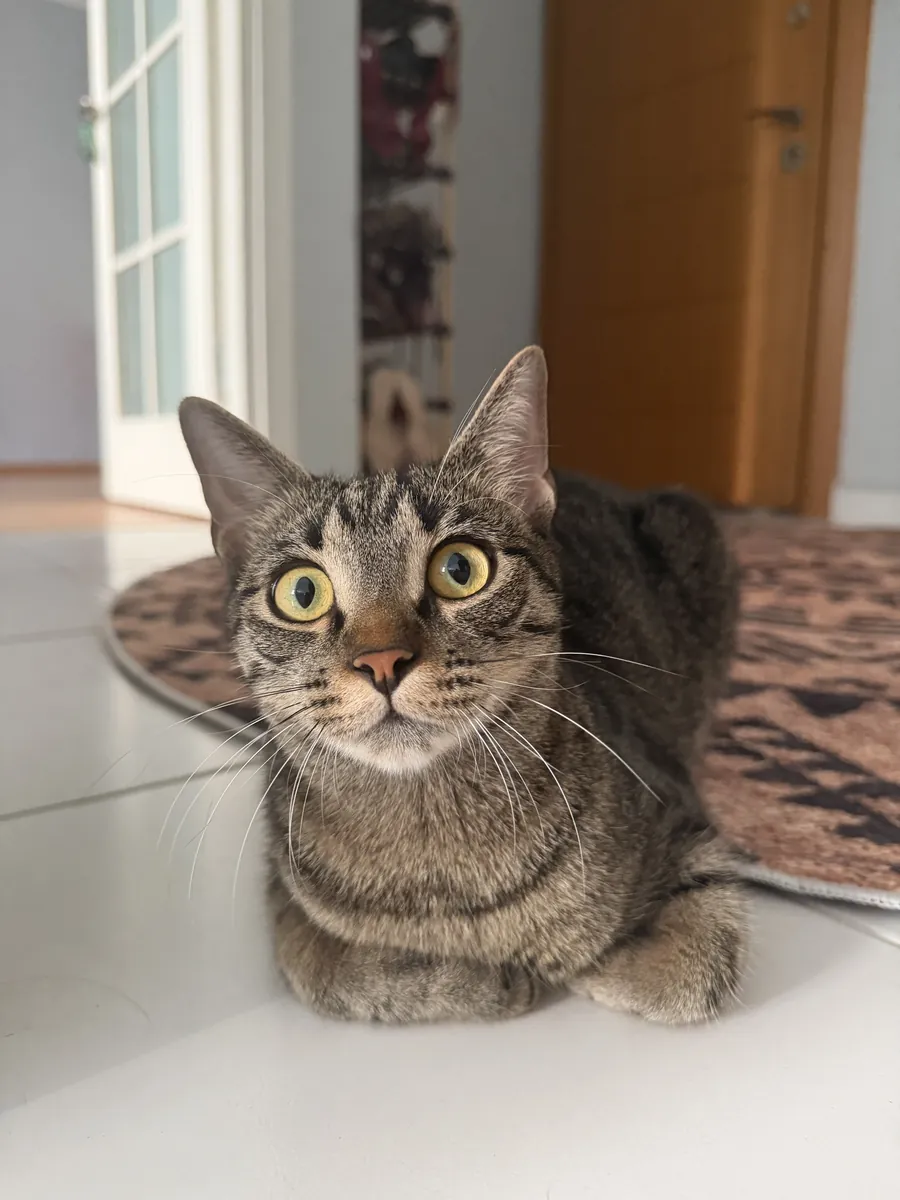 Nous recherchons un compagnon pour notre belle femelle, Scottish Fold