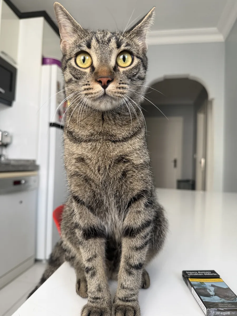 Nous recherchons un compagnon pour notre belle femelle, Scottish Fold