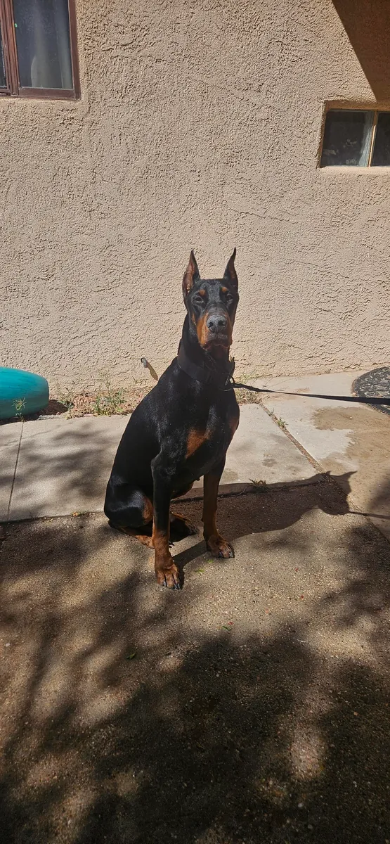 I am rehoming a Doberman puppy for a fee.