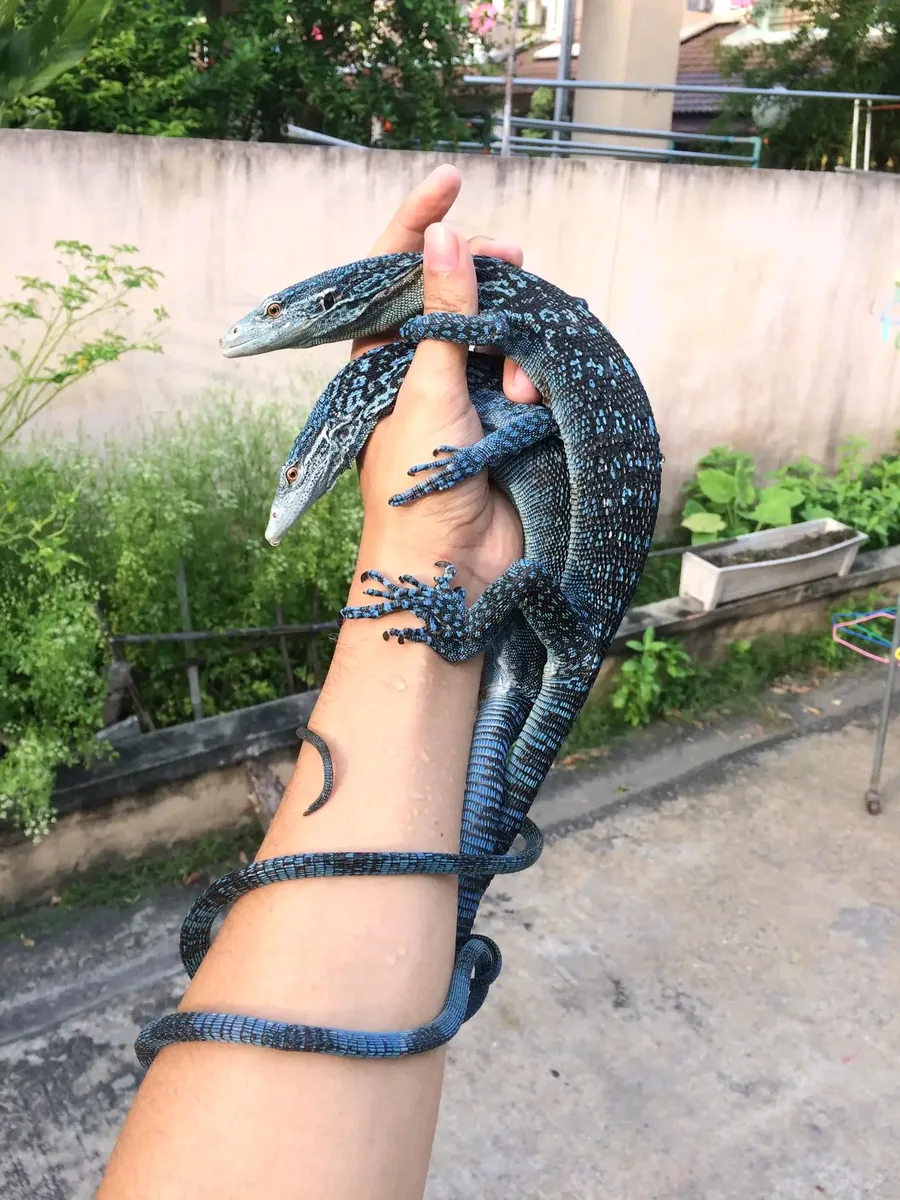 Pair of blue tree monitors