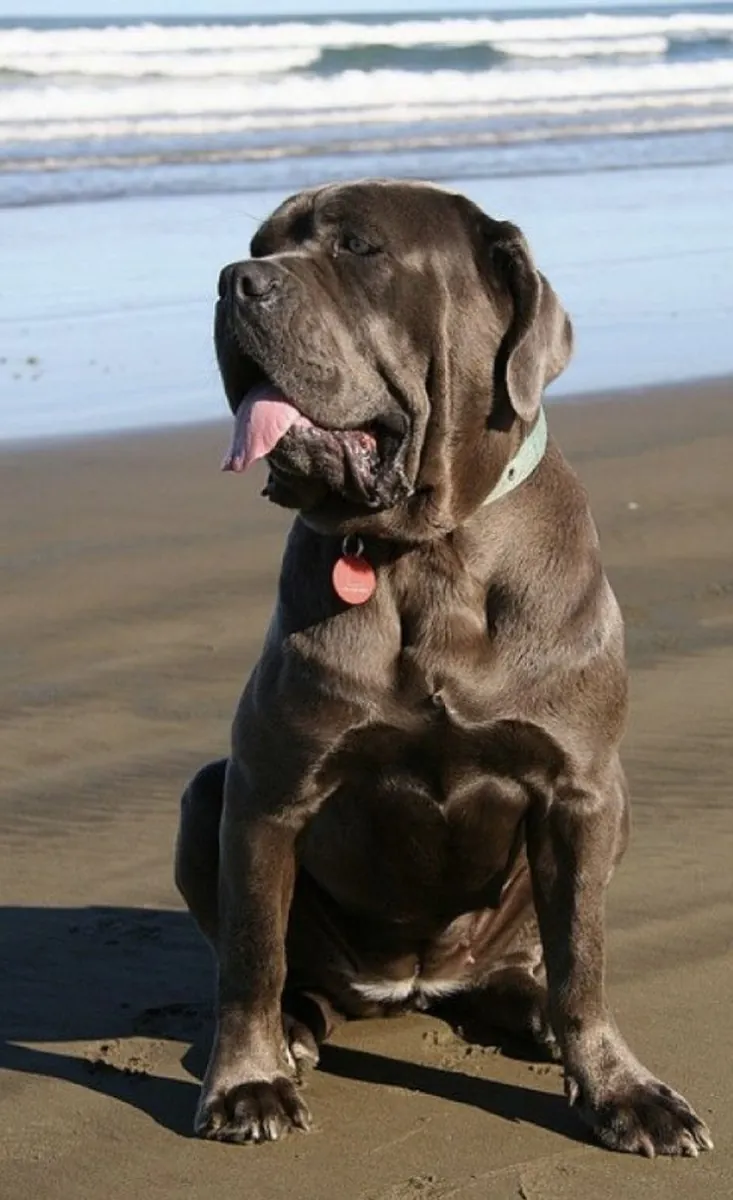 那不勒斯獒犬待领养 | 平静守护者