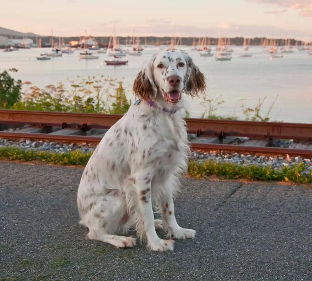 待领养的英国塞特犬 | 活跃的伴侣犬