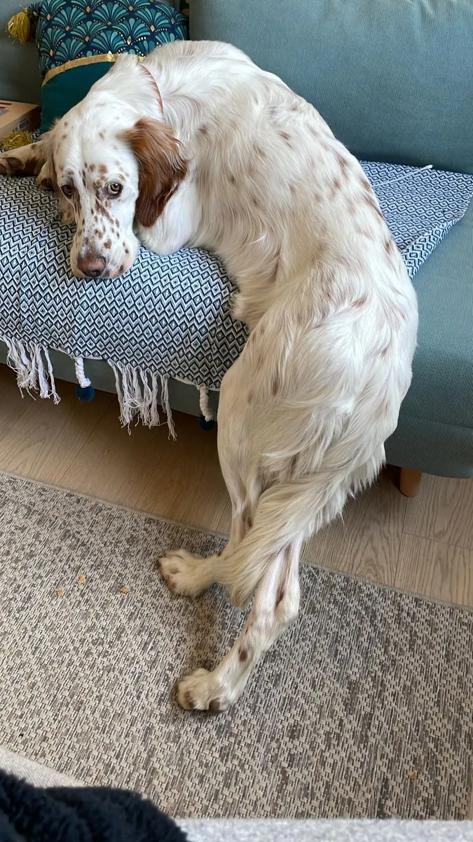 待领养的英国塞特犬 | 活跃的伴侣犬