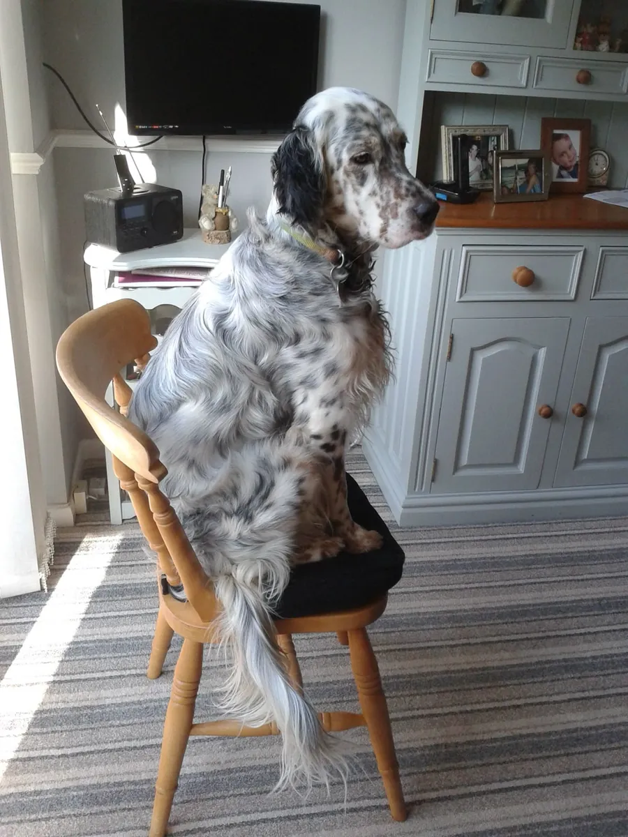 待领养的英国塞特犬 | 活跃的伴侣犬