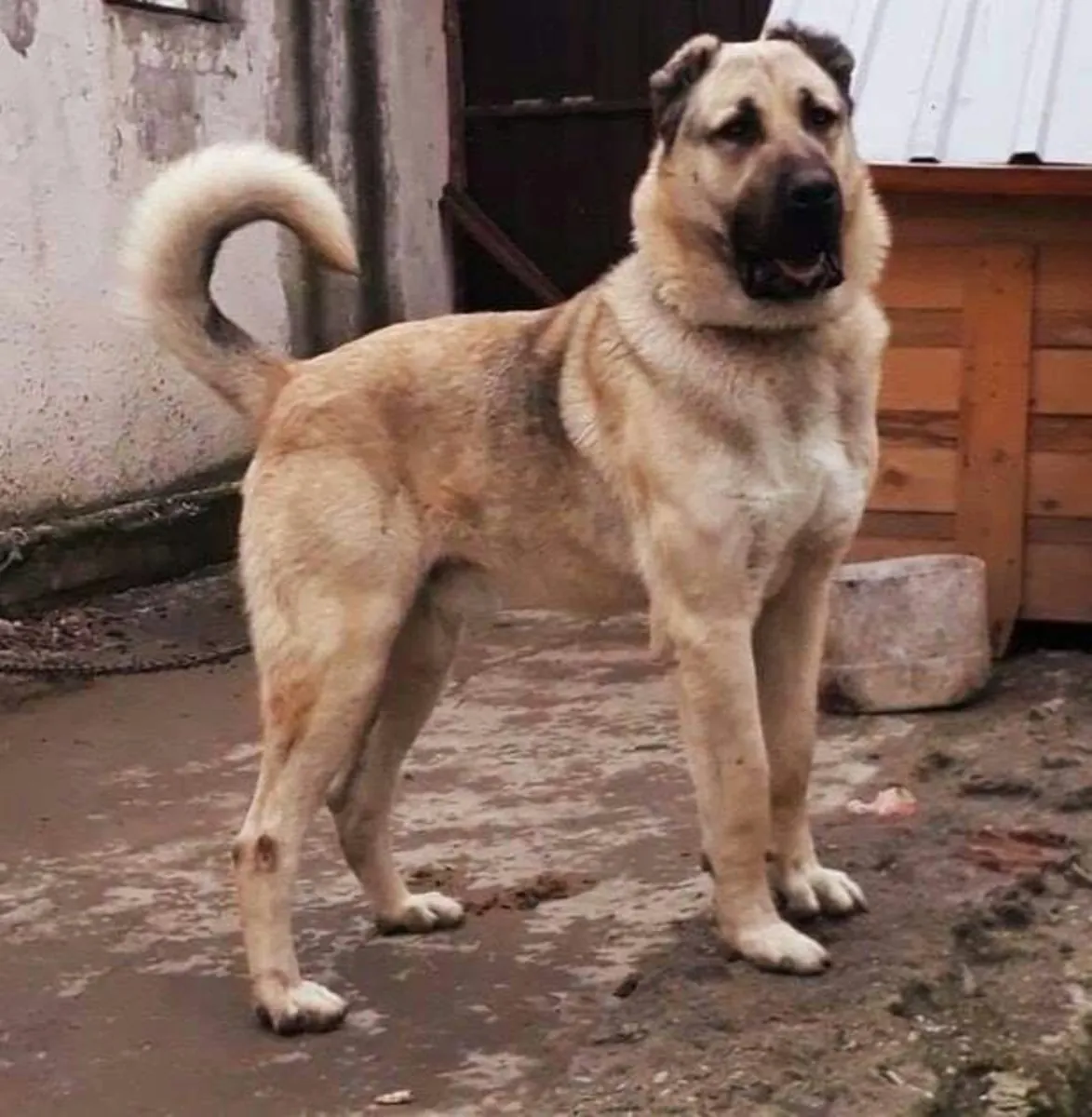 待领养的马拉克勒 | 坚强而忠诚