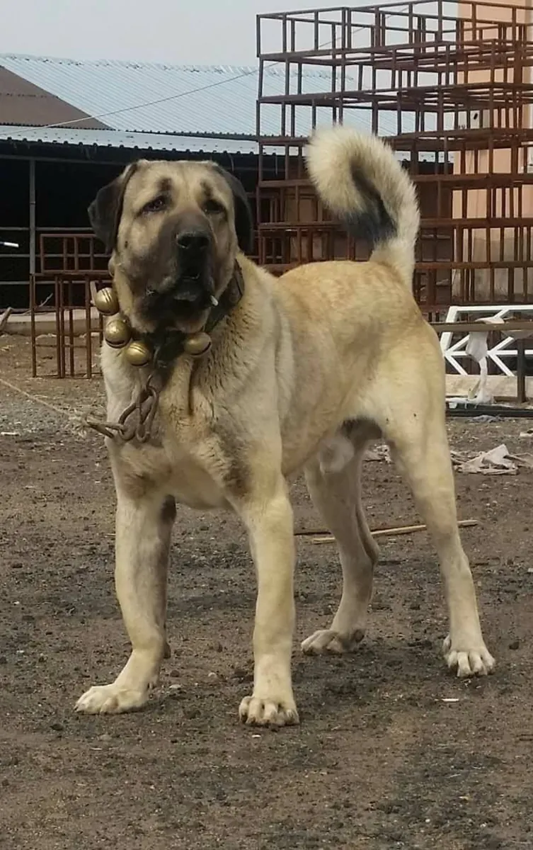 待领养的马拉克勒 | 坚强而忠诚