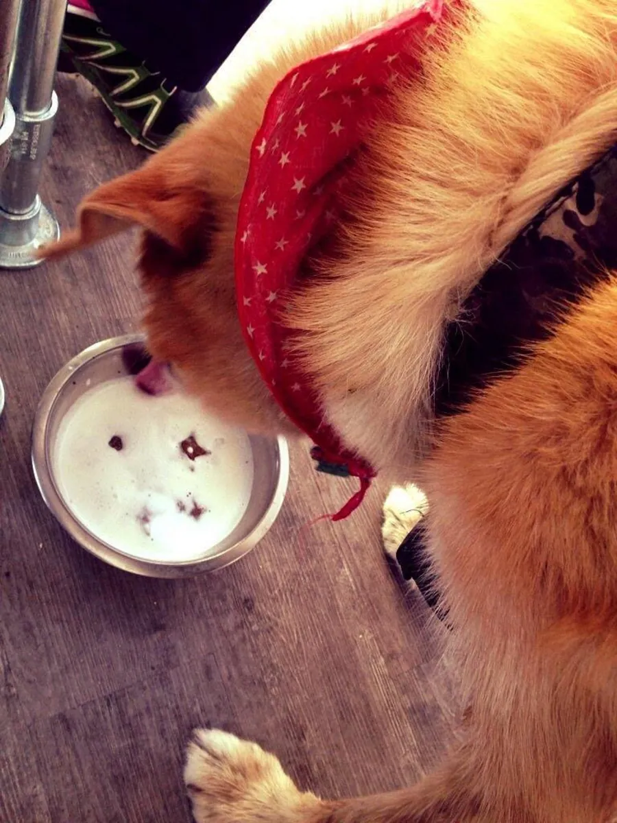 Paws & Coffee Londres - London