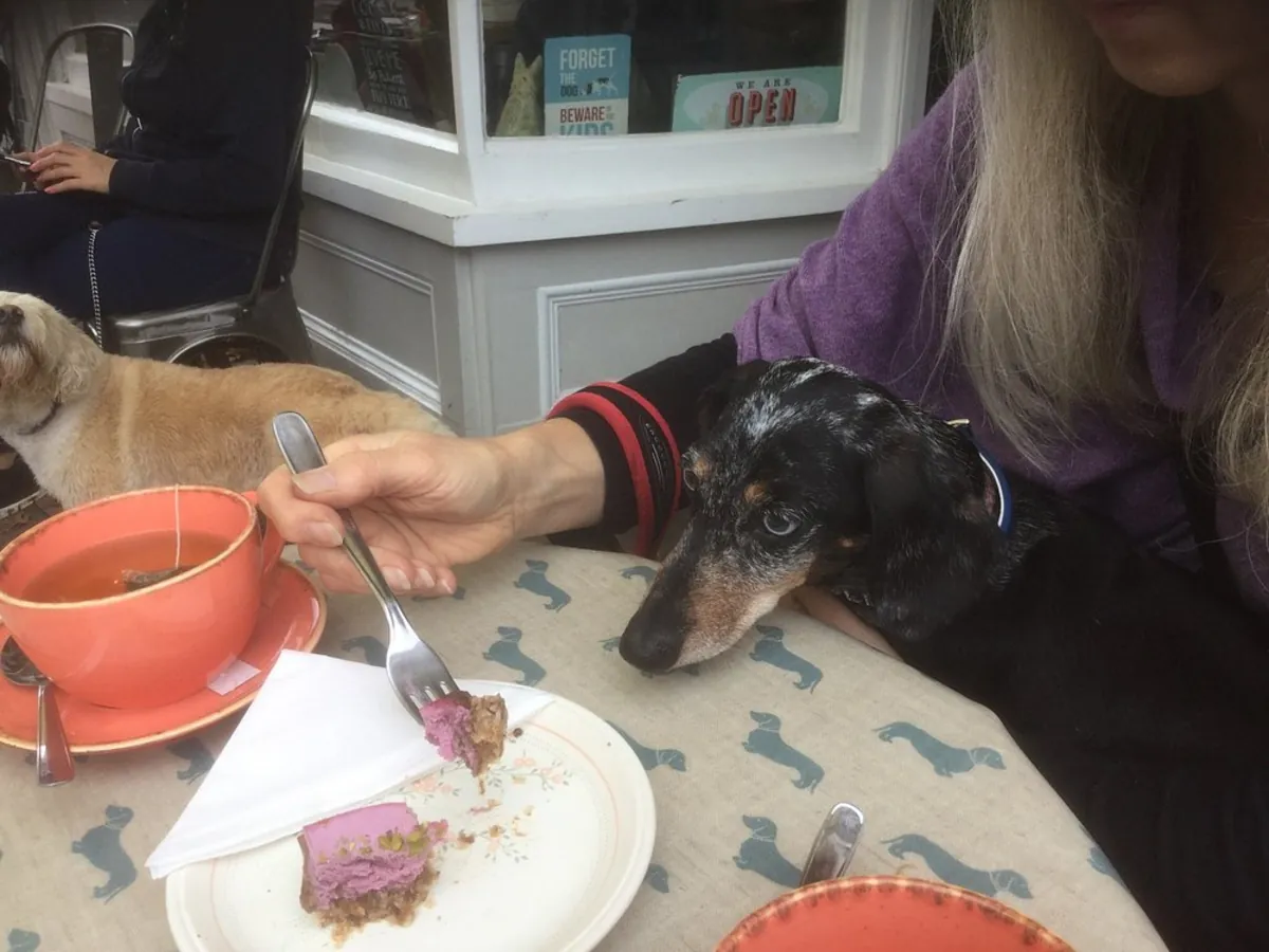 Paws & Coffee Londres - London