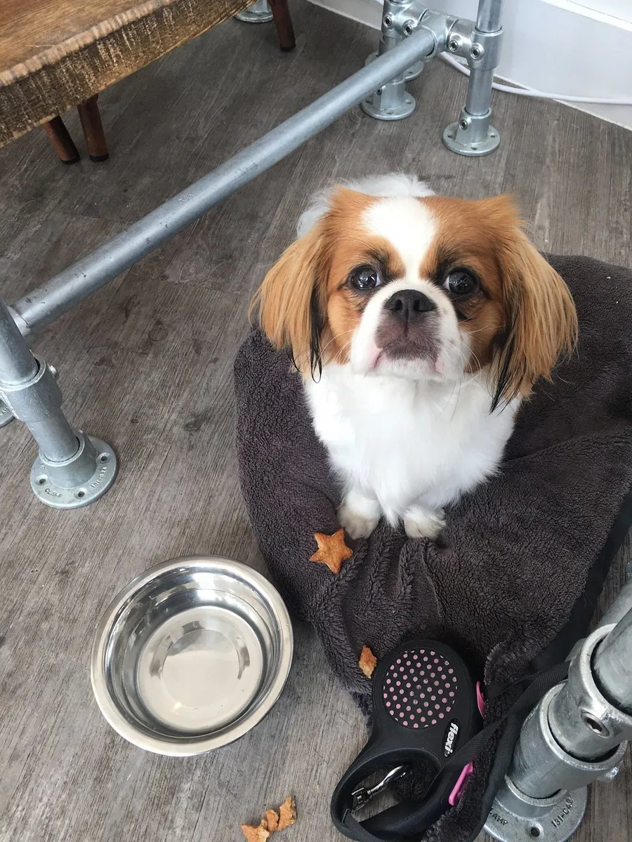 Paws & Coffee Londres - London