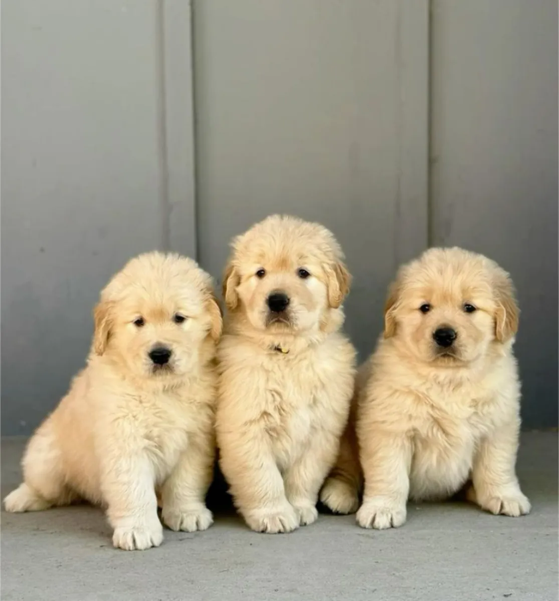 Jolis chiots golden retriever à adopter à Sydney, Australie.