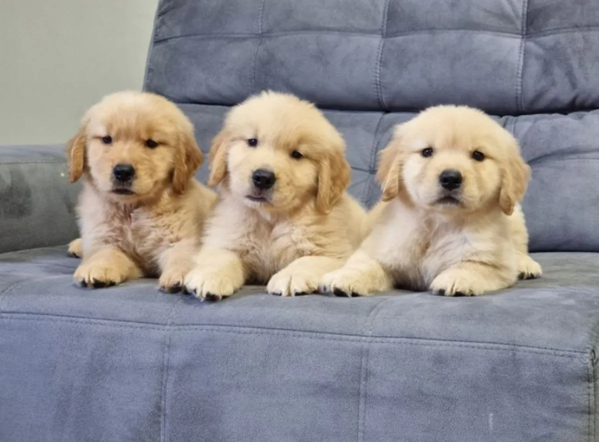 Jolis chiots golden retriever à adopter à Sydney, Australie.