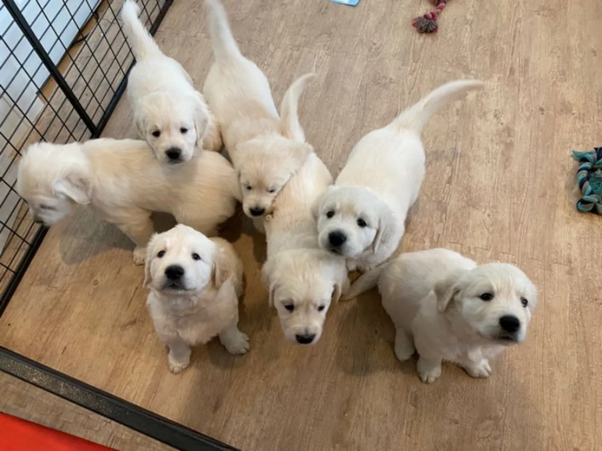 Jolis chiots golden retriever à adopter à Sydney, Australie.