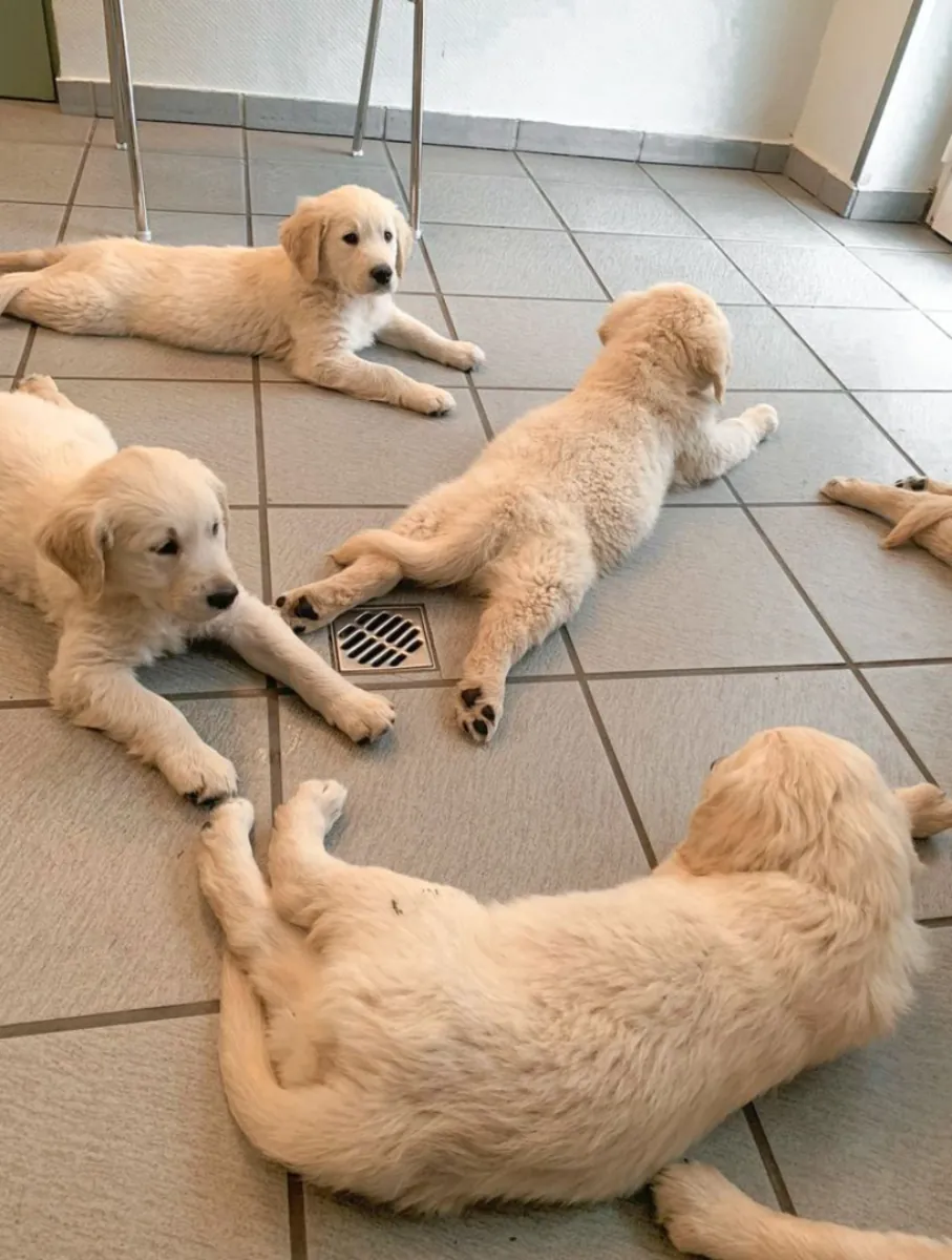 Jolis chiots golden retriever à adopter à Sydney, Australie.