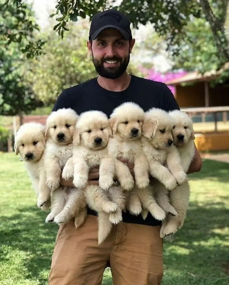 Jolis chiots golden retriever à adopter à Sydney, Australie.