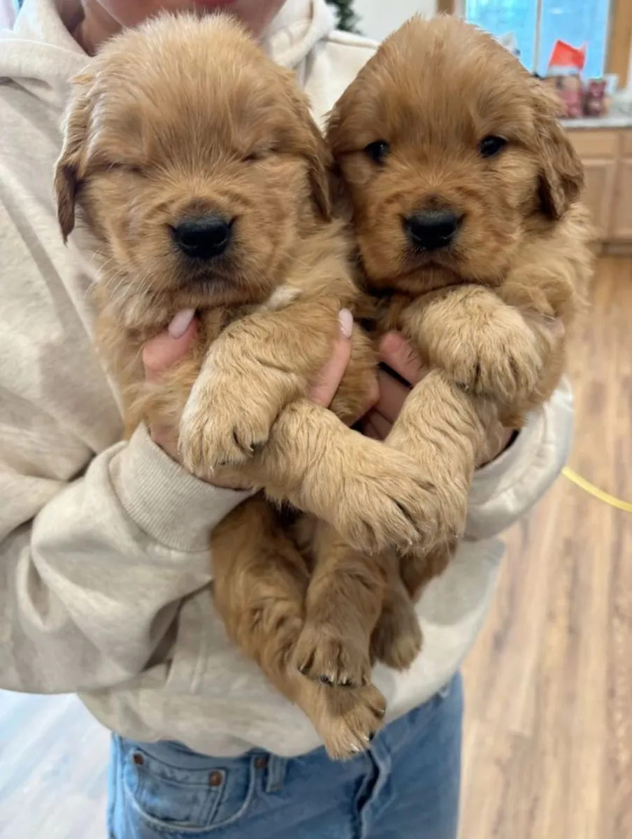 Adorable Golden Retriever Puppies Ready for Loving Homes 🐾