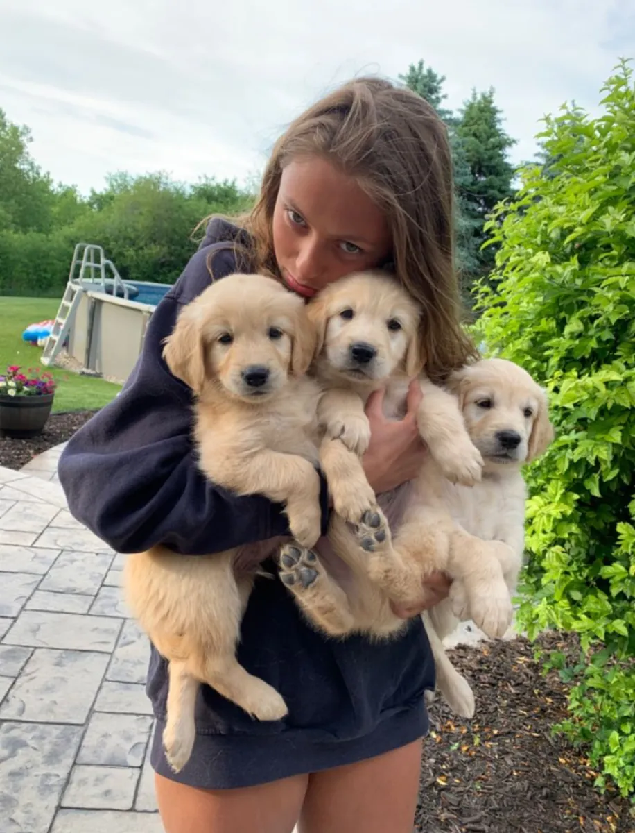 Adorable Golden Retriever Puppies Ready for Loving Homes 🐾