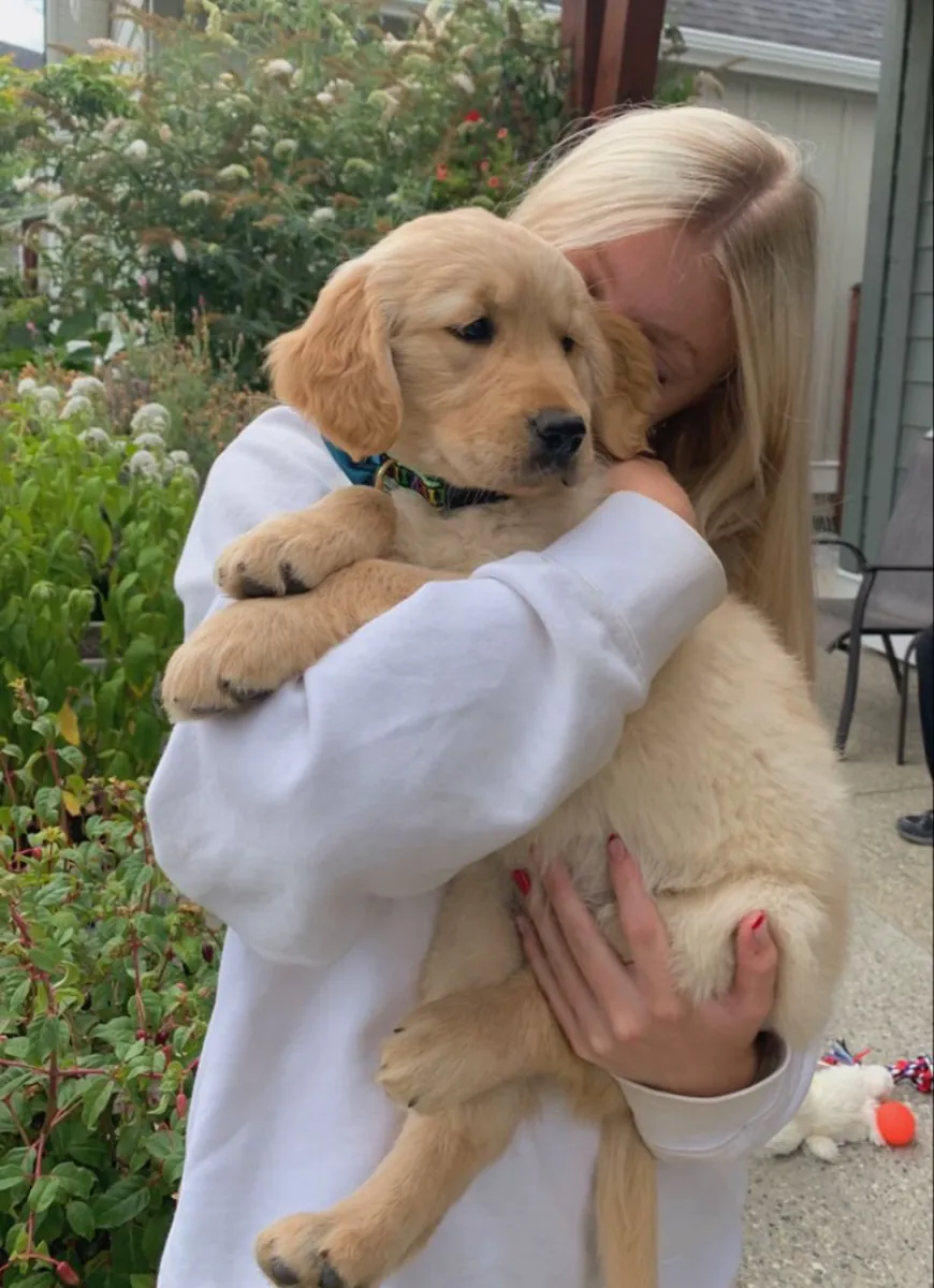 Adorable Golden Retriever Puppies Ready for Loving Homes 🐾