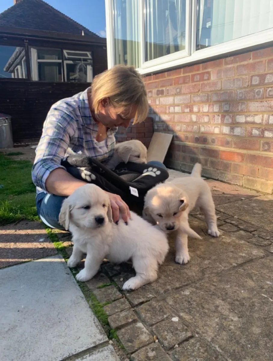 Adorable Golden Retriever Puppies Ready for Loving Homes 🐾