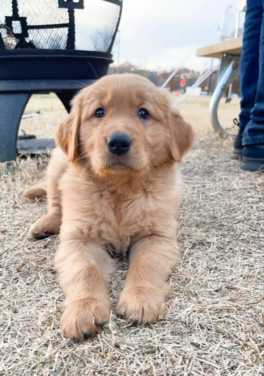 Adorable Golden Retriever Puppies Ready for Loving Homes 🐾