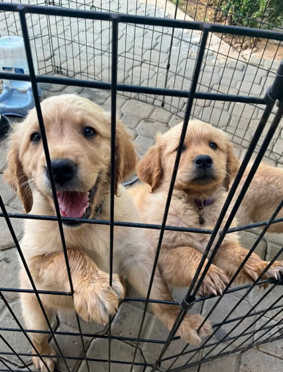 Adorable Golden Retriever Puppies Ready for Loving Homes 🐾