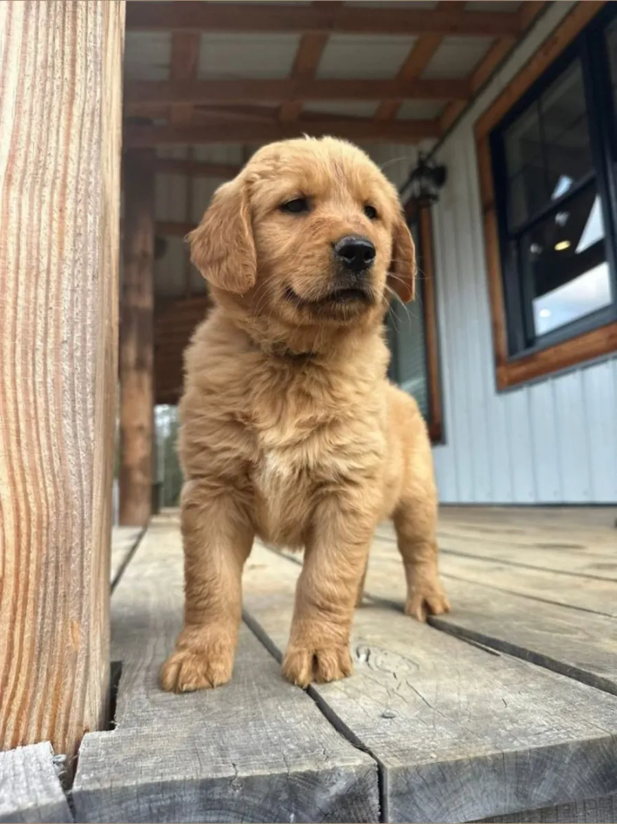 Adorable Golden Retriever Puppies Ready for Loving Homes 🐾