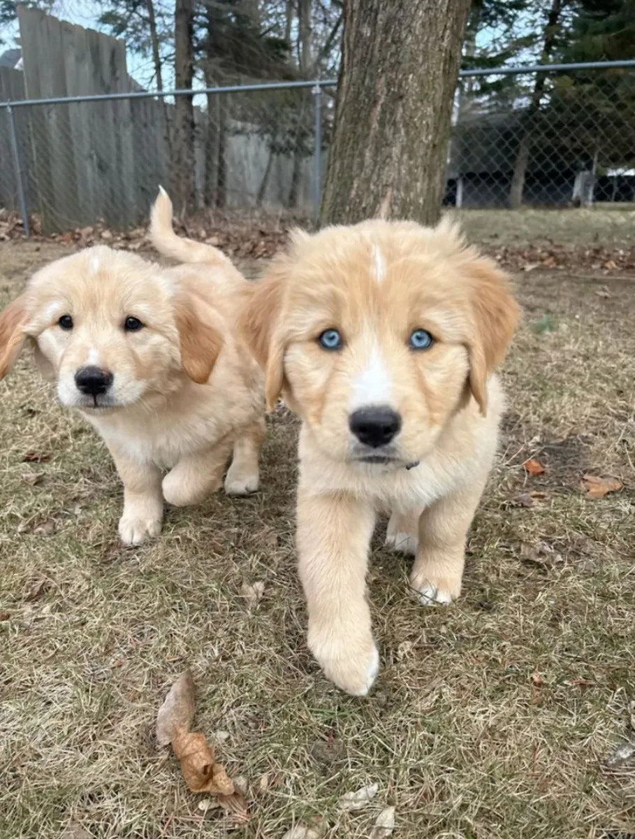 Adorable Golden Retriever Puppies Ready for Loving Homes 🐾