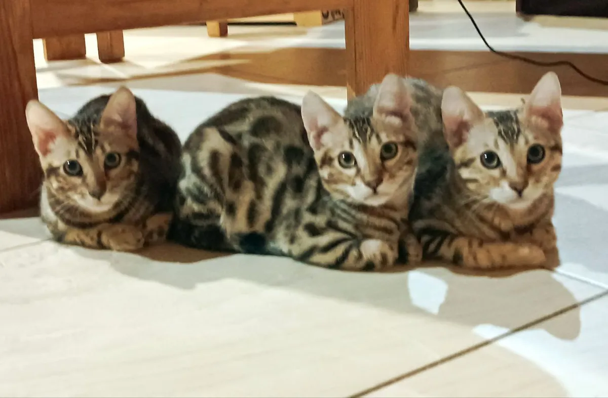 Cute Bengal Cat