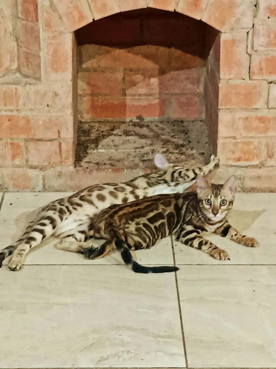 Cute Bengal Cat
