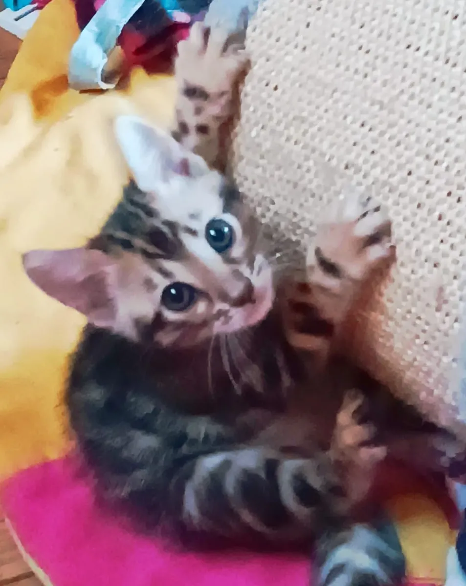 Cute Bengal Cat
