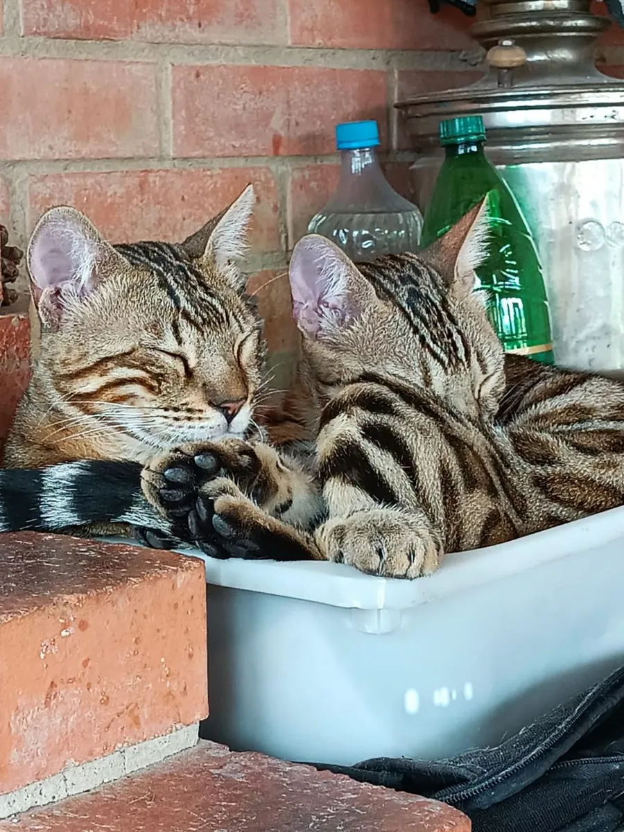 Chat Bengal à vendre