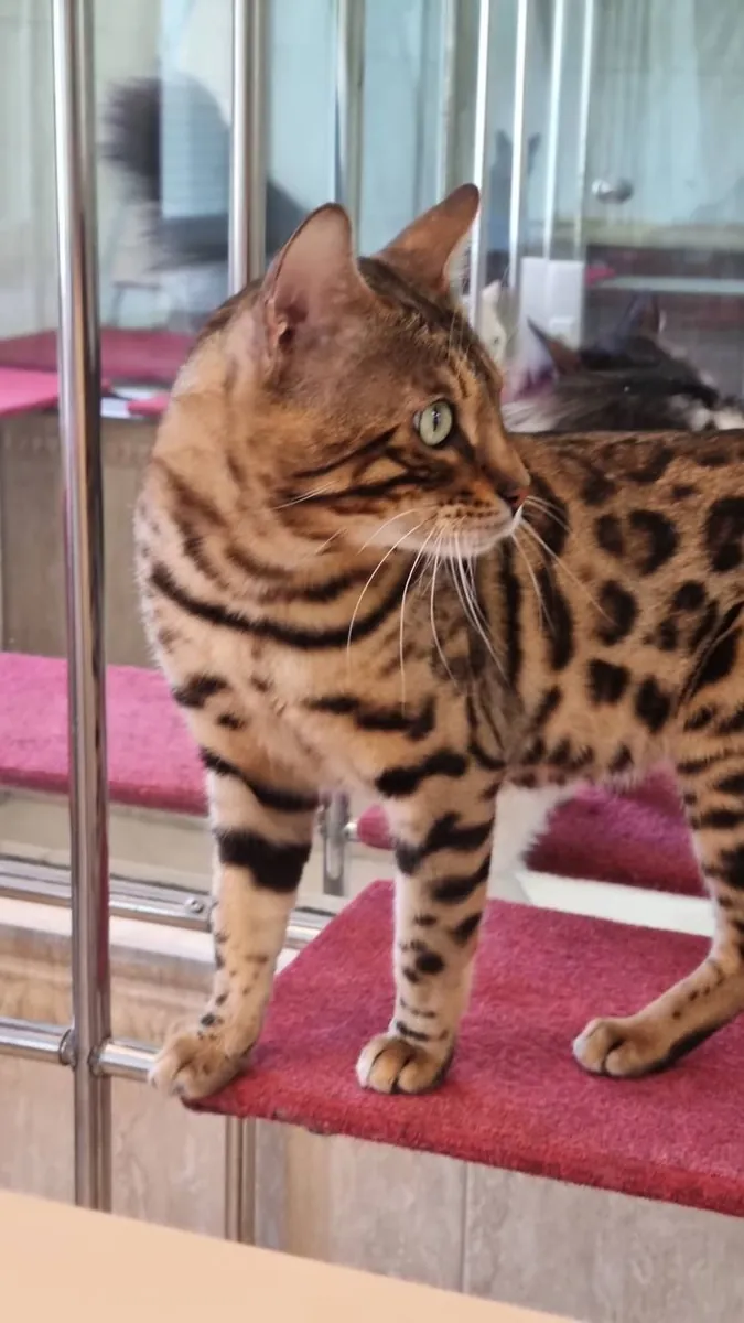 Chat Bengal à vendre