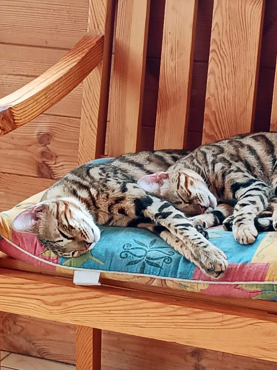 Chat Bengal à vendre