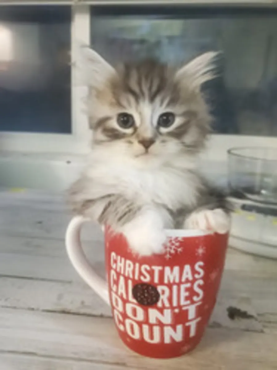 Chatons sibériens avec pedigree