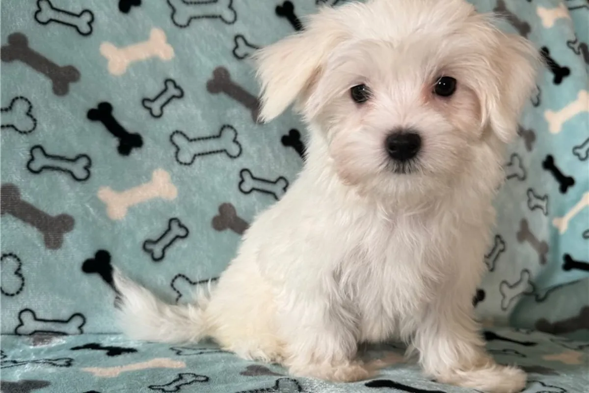 纯种马尔济斯犬幼犬