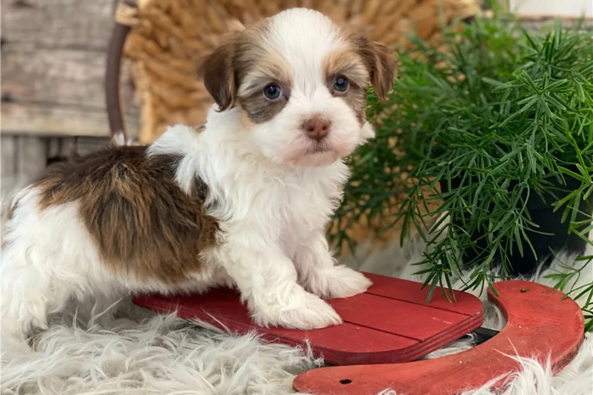 Chiots Bichon havanais de pure race