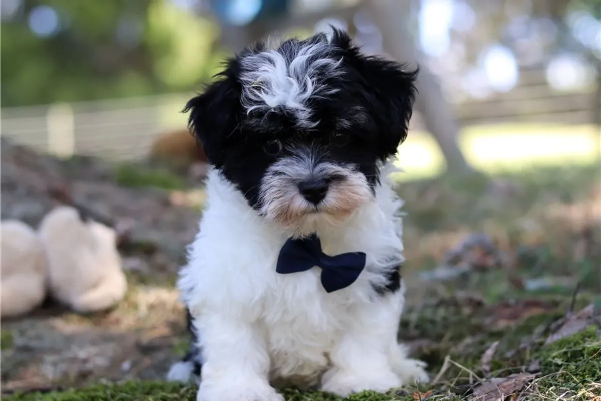 Chiots Bichon havanais de pure race