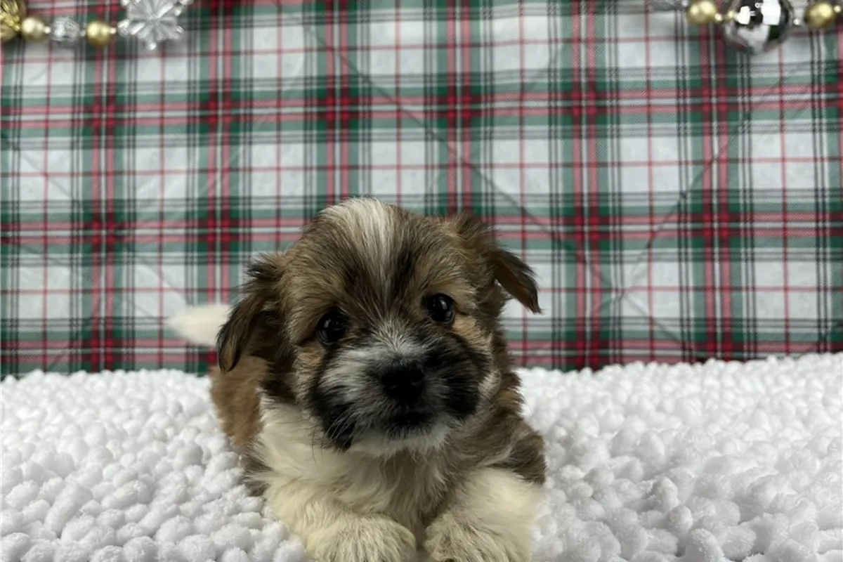 Chiots Bichon havanais de pure race