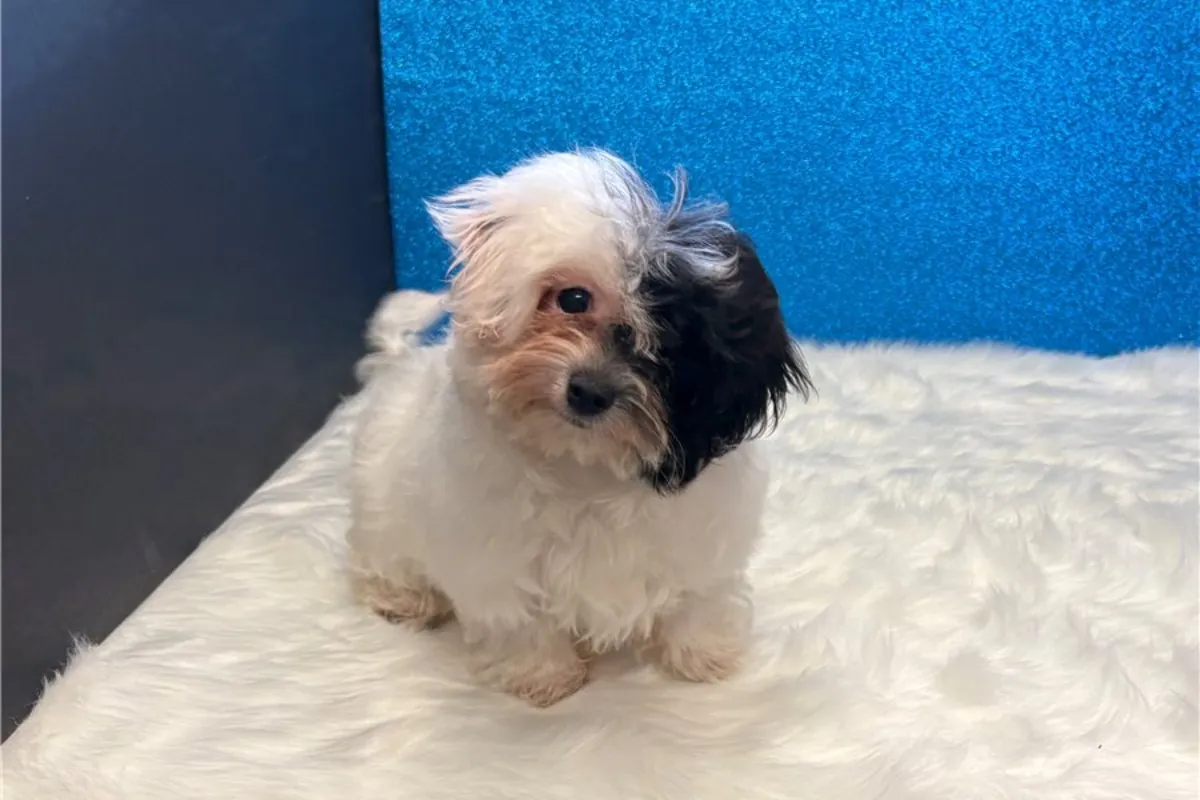 Chiots Bichon havanais de pure race
