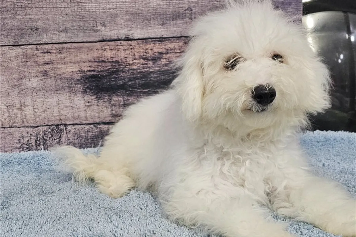 Safkan Bichón Frisé Yavruları