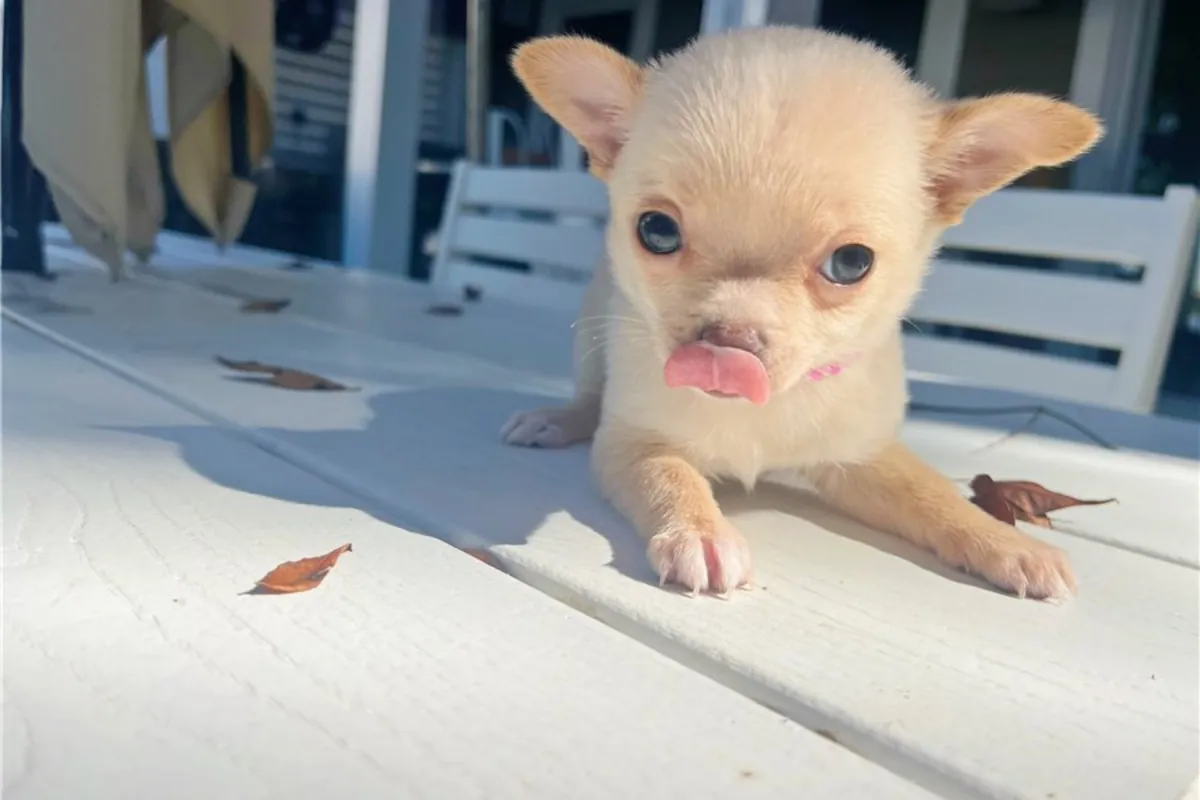 Chiots Chihuahua de pure race