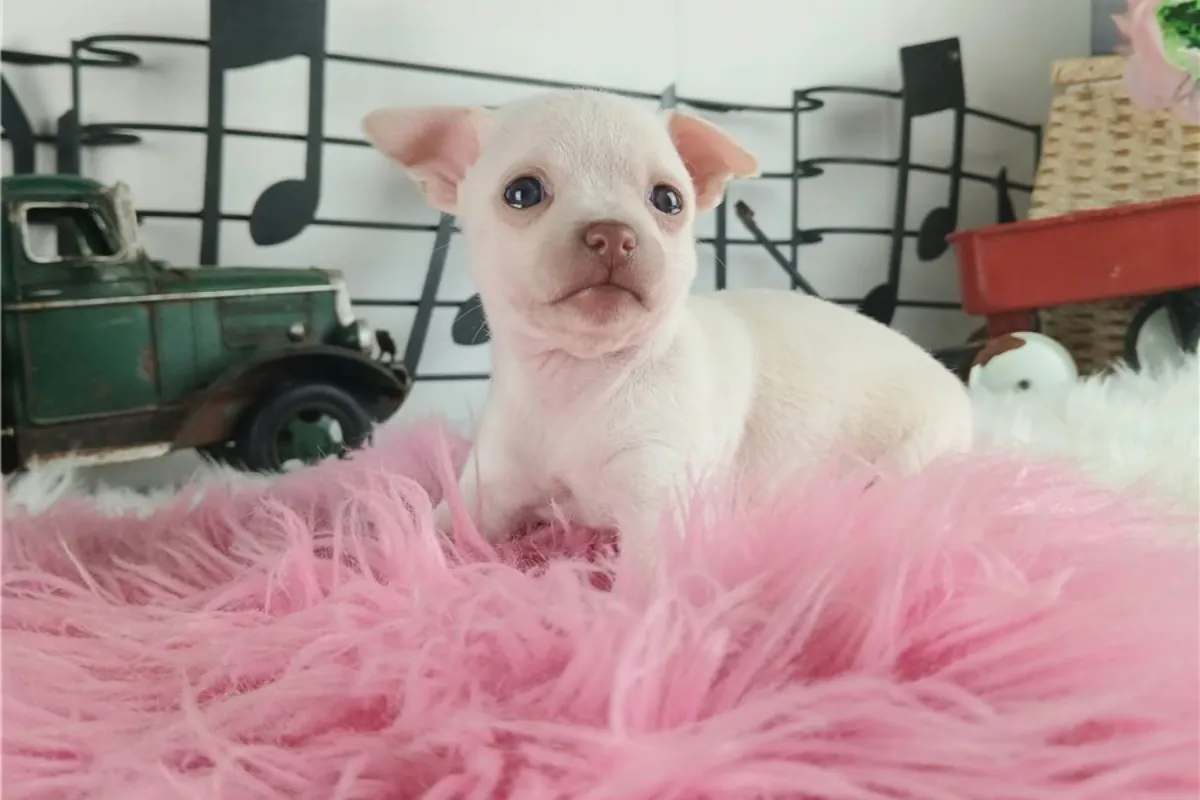 Chiots Chihuahua de pure race