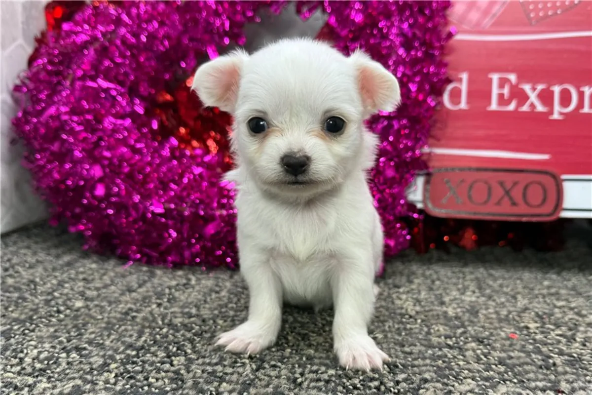 Chiots Chihuahua de pure race