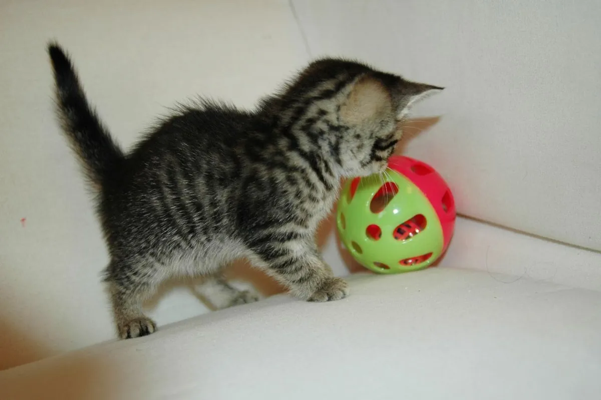 Gatitos bengalíes disponibles